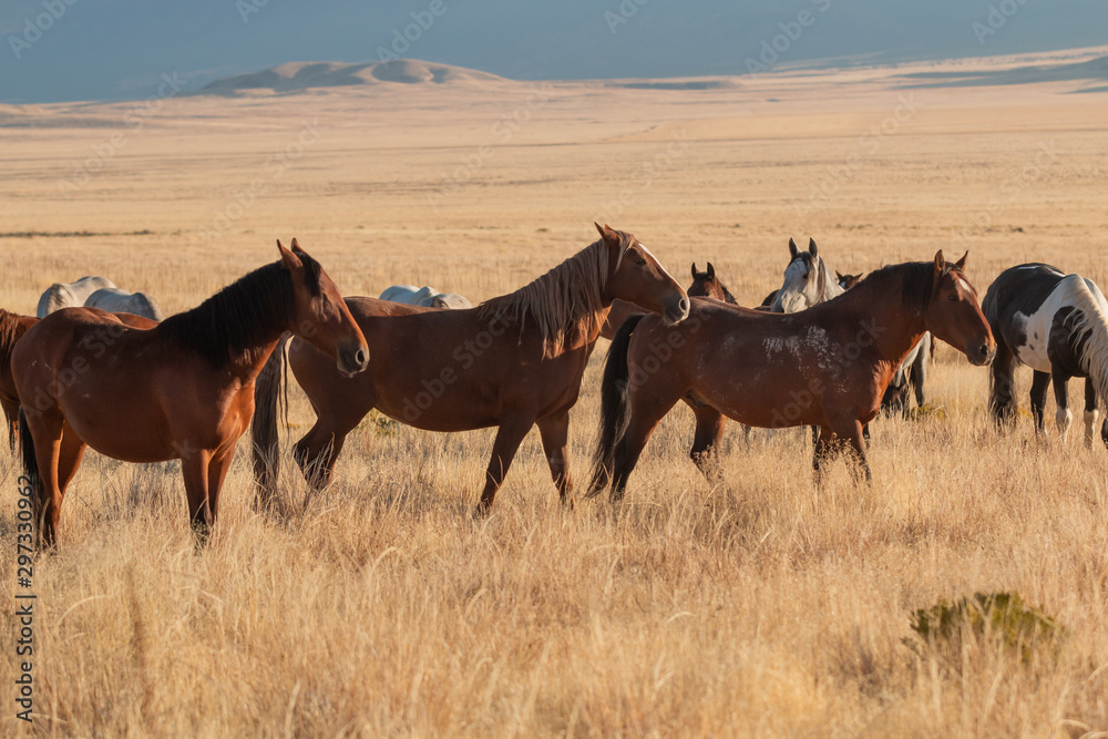 Obraz premium Wild Horses in the Utah Desert