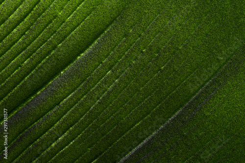 abstract green leaf texture background