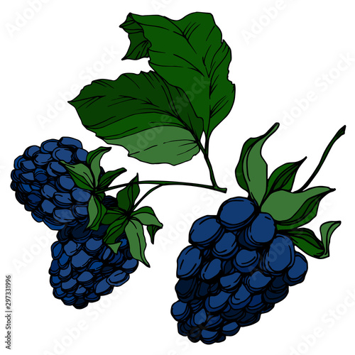Vector Blackberry healthy food. Black and white engraved ink art. Isolated berry illustration element.