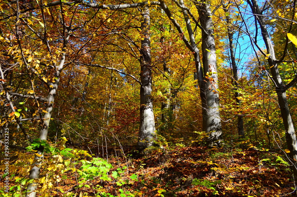 Autumn. Fall. Autumnal Park. Autumn Trees and Leaves in sun light Autumn. Fall. Autumnal Park. Autumn Trees and Leaves in sun light