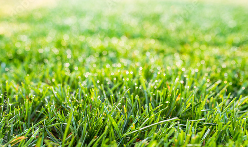 Photos lawn grass