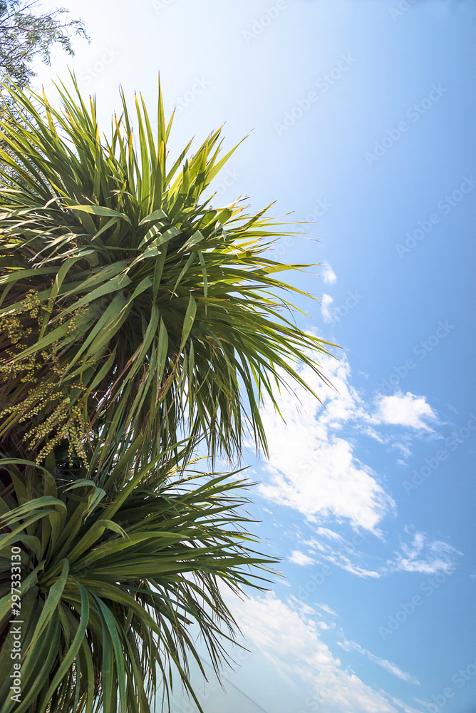 Beautiful palm trees against the blue sky. Vertical picture