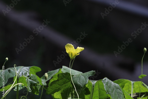 plant with green leaves