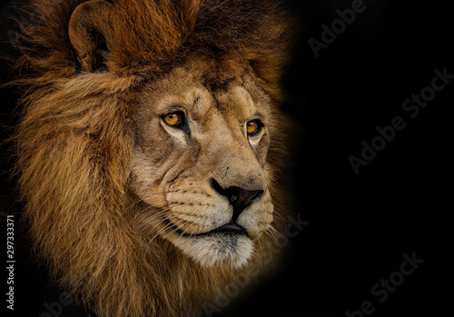 Detail portrait lion in high quality