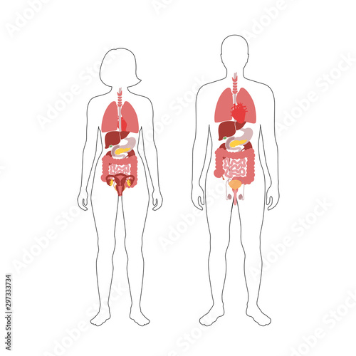 internal organsof man and woman