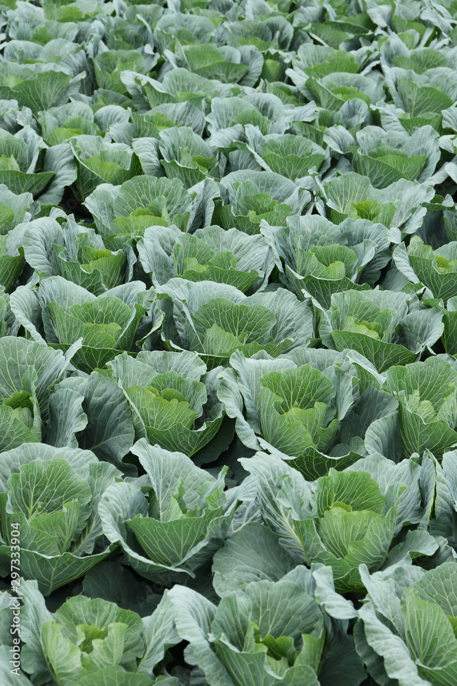 Naklejka premium Vegetable field in Ushimado,Okayama,Japan