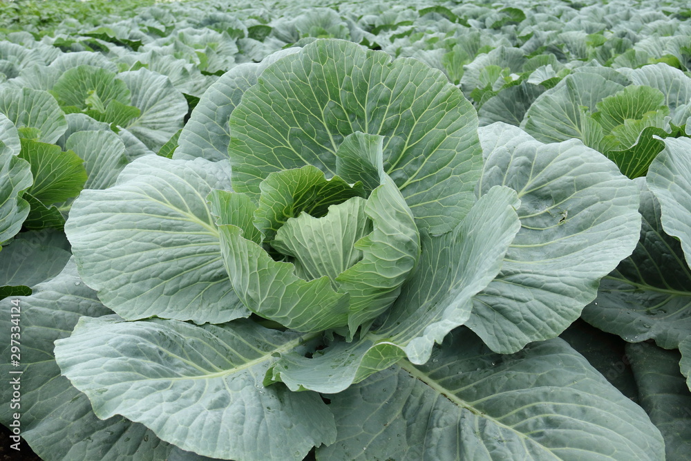 Vegetable field in Ushimado,Okayama,Japan Vegetable field in Ushimado,Okayama,Japan