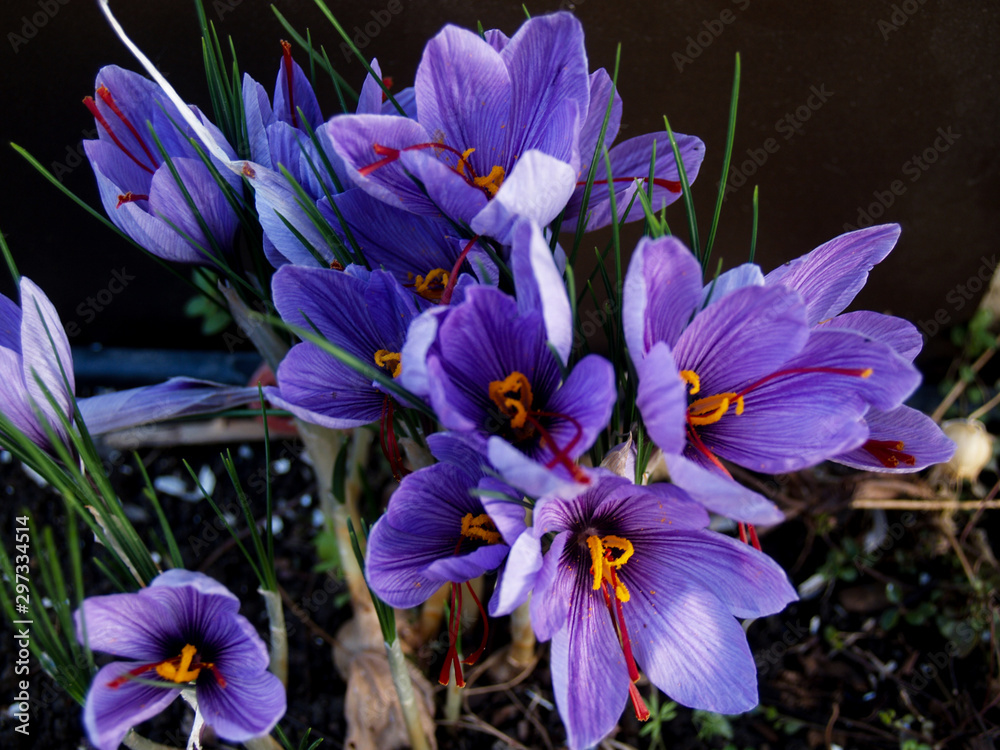 purple saffron flowers bunch at garden purple saffron flowers bunch at garden