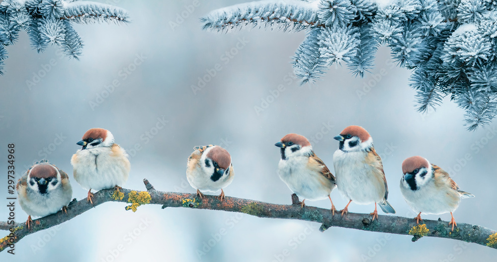 Naklejka Kartka świąteczna z mnóstwem uroczych ptaszków, wróbli siedzących w ogrodzie zimowym pod gałęzią jodły pod śniegiem