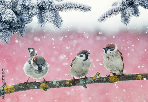 holiday card with three little funny birds sparrows sit in the winter Park under the branches of spruce in the snow