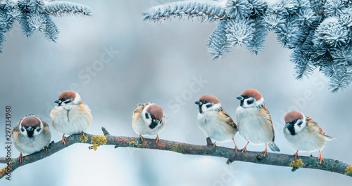  Christmas card with lots of cute little birds, the sparrows sitting in the winter garden under fir branch under snow