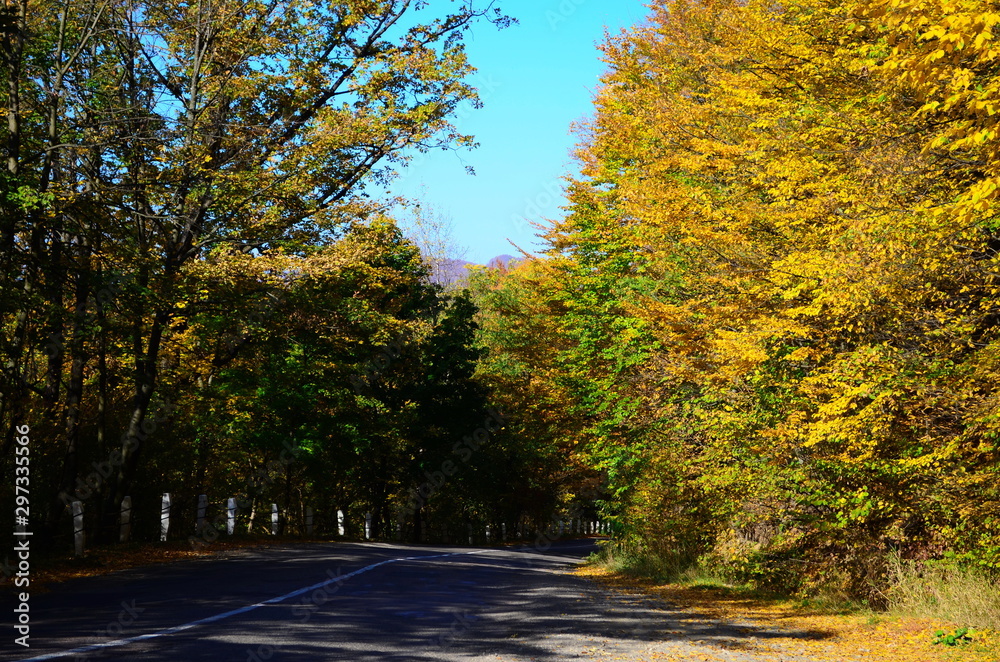 Fototapeta premium Autumn. Fall. Autumnal Park. Autumn Trees and Leaves in sun light