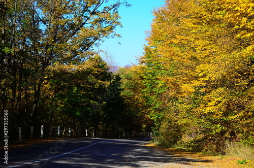 Autumn. Fall. Autumnal Park. Autumn Trees and Leaves in sun light