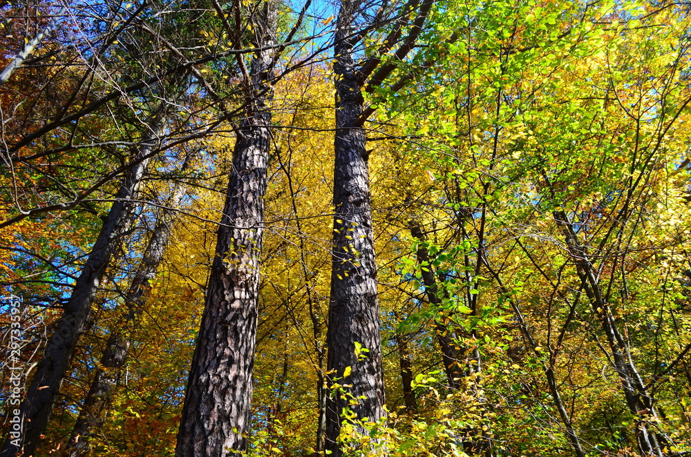 Obraz premium Autumn. Fall. Autumnal Park. Autumn Trees and Leaves in sun light