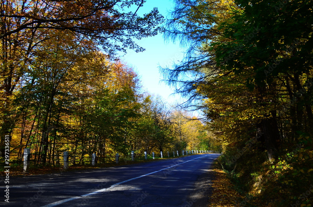 Obraz premium Autumn. Fall. Autumnal Park. Autumn Trees and Leaves in sun light