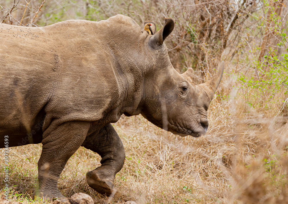 The black rhinoceros or hook-lipped rhino (Diceros bicornis) in habitat. Endangered animals of South Africa. 