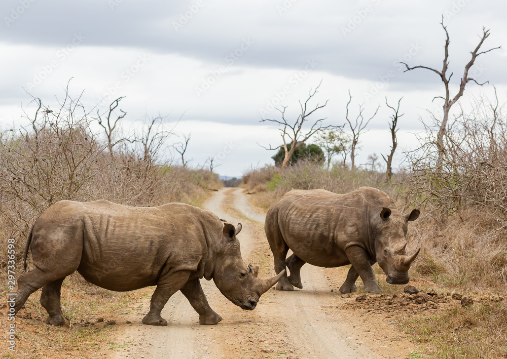 The black rhinoceros or hook-lipped rhino (Diceros bicornis) in habitat. Endangered animals of South Africa. The black rhinoceros or hook-lipped rhino (Diceros bicornis) in habitat. Endangered animals of South Africa.