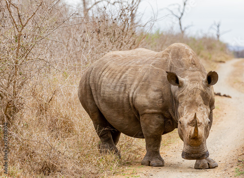 The black rhinoceros or hook-lipped rhino  Diceros bicornis  in habitat. Endangered animals of South Africa. 