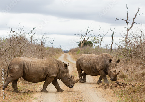 The black rhinoceros or hook-lipped rhino (Diceros bicornis) in habitat. Endangered animals of South Africa. 
