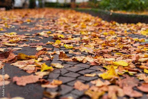 autumn leaves on sidewalk  sidewalk with autumn leaves