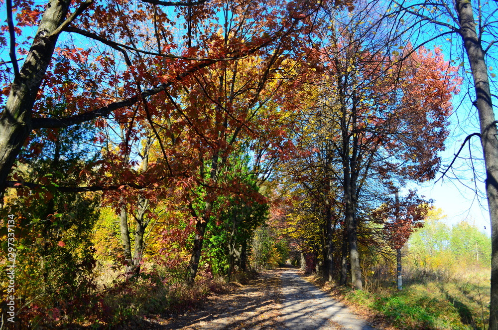 Autumn. Fall. Autumnal Park. Autumn Trees and Leaves in sun light Autumn. Fall. Autumnal Park. Autumn Trees and Leaves in sun light