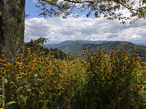 Wild Flowers 2