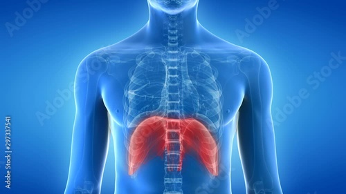 Human diaphragm inflating and deflating against a blue background, animation. photo