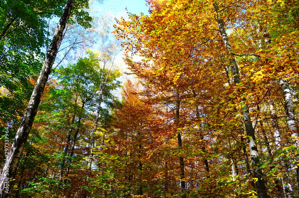Autumn. Fall. Autumnal Park. Autumn Trees and Leaves in sun light Autumn. Fall. Autumnal Park. Autumn Trees and Leaves in sun light