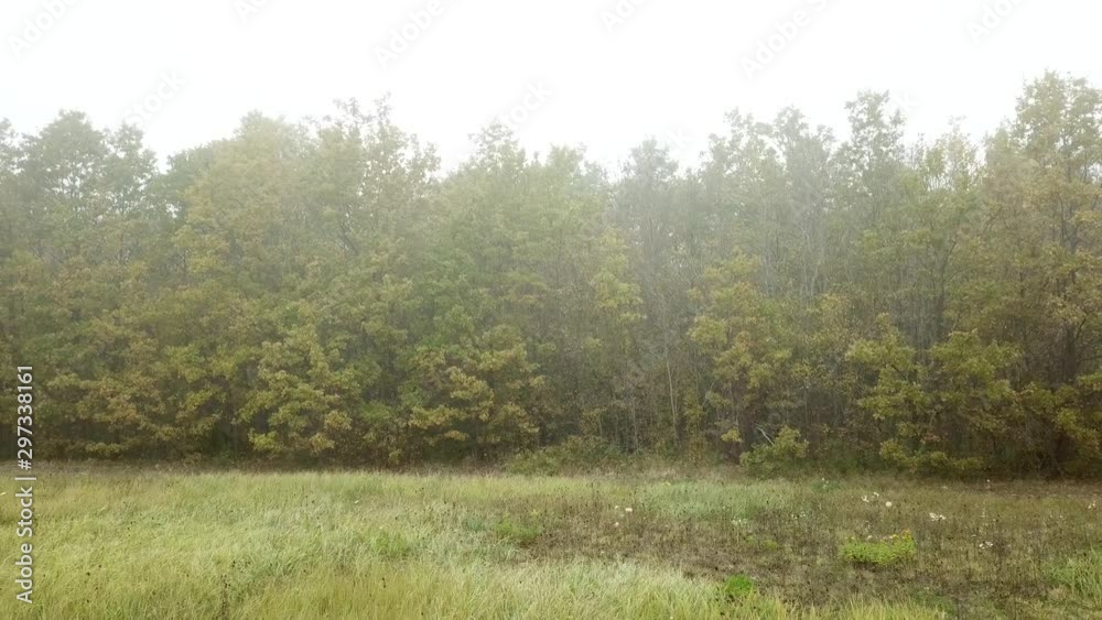 Aerial fly near autumn trees in mystic forest and fog Aerial fly near autumn trees in mystic forest and fog