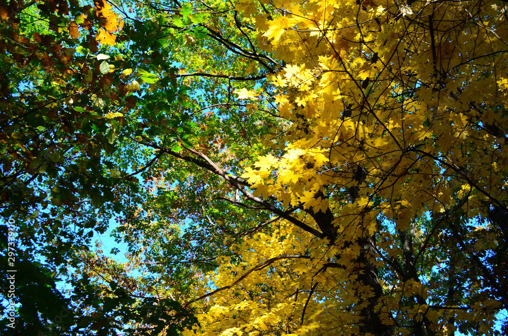 Autumn. Fall. Autumnal Park. Autumn Trees and Leaves in sun light Autumn. Fall. Autumnal Park. Autumn Trees and Leaves in sun light