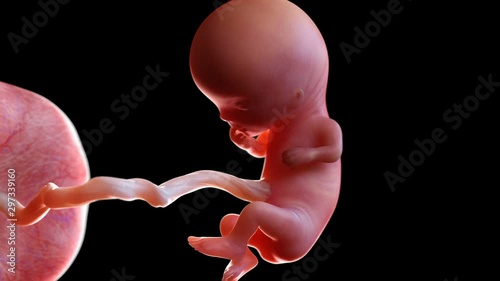 Human foetus attached to the umbilical cord and placenta at 11 weeks, animation. photo