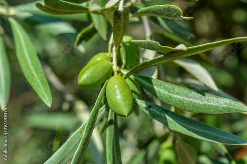 Green olives in an olive tree from Toledo, in Spain