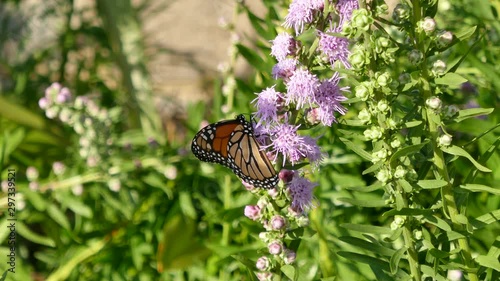 Monarch butterfly on purple liatris flower 4K
