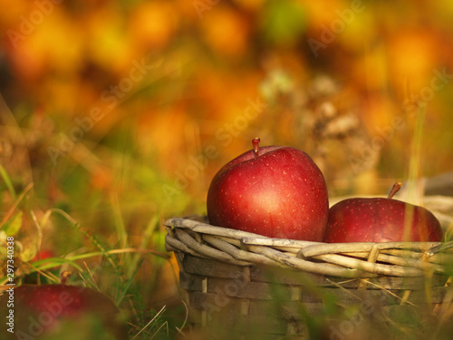 Harvest of red apples in a wicker basket and in autumn leaves. Ripe organic apple with stem in autumn garden grass. Fresh home made bio season fruit in nature on a sunny background