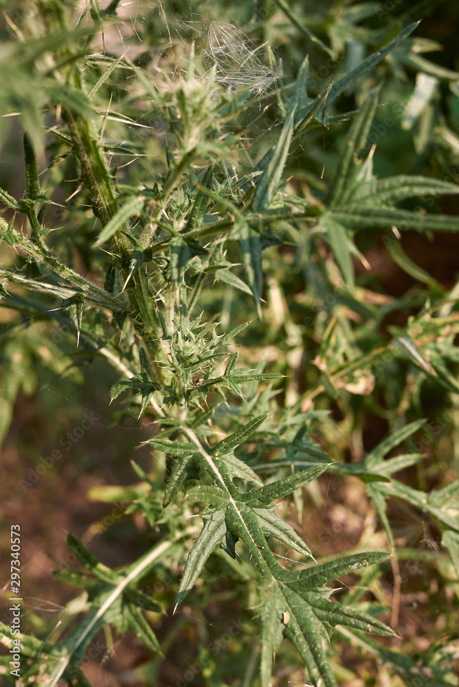 Cirsium vulgare Cirsium vulgare