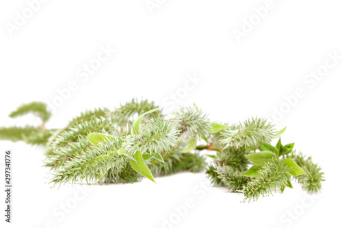 Flowering willow branch isolated on white background