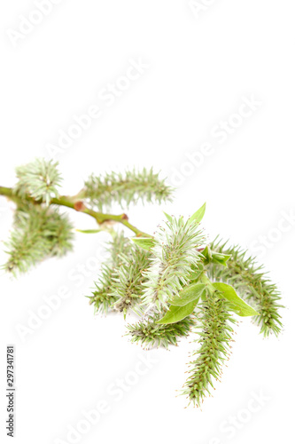 Flowering willow branch isolated on white background