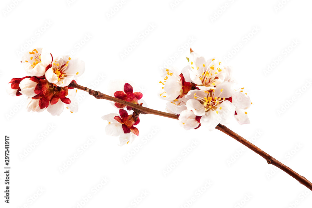 Blooming apricot isolated on white background Blooming apricot isolated on white background