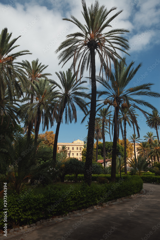 palm trees at sunset