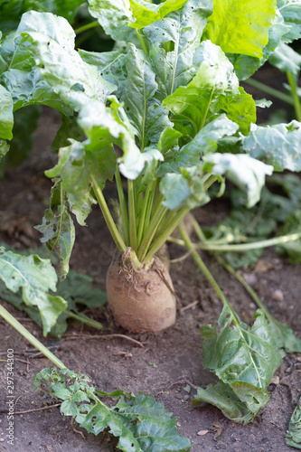 Young beet grows in the field. Eco food. Natural cultivation. Plants grown organically.