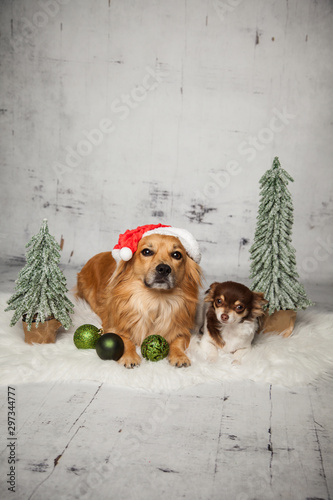 Wunschzettel für Tiere photo