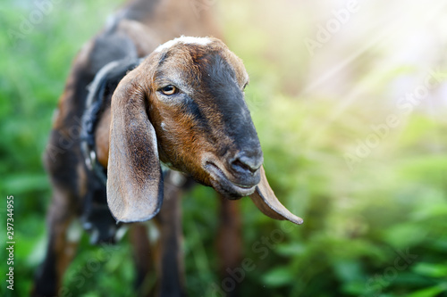 Beautiful goat portrait or head detail in summer day. Brown anglo nubian goat farm.