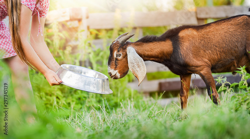 Little girl feeding anglo nubian goat on beautiful grass or meadow in summer time and back light.