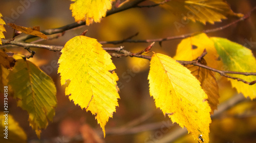 Close up of autumnal leaves. Nature background.