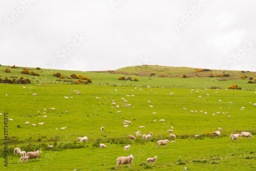  Scotish coast with sheeps in the fields
