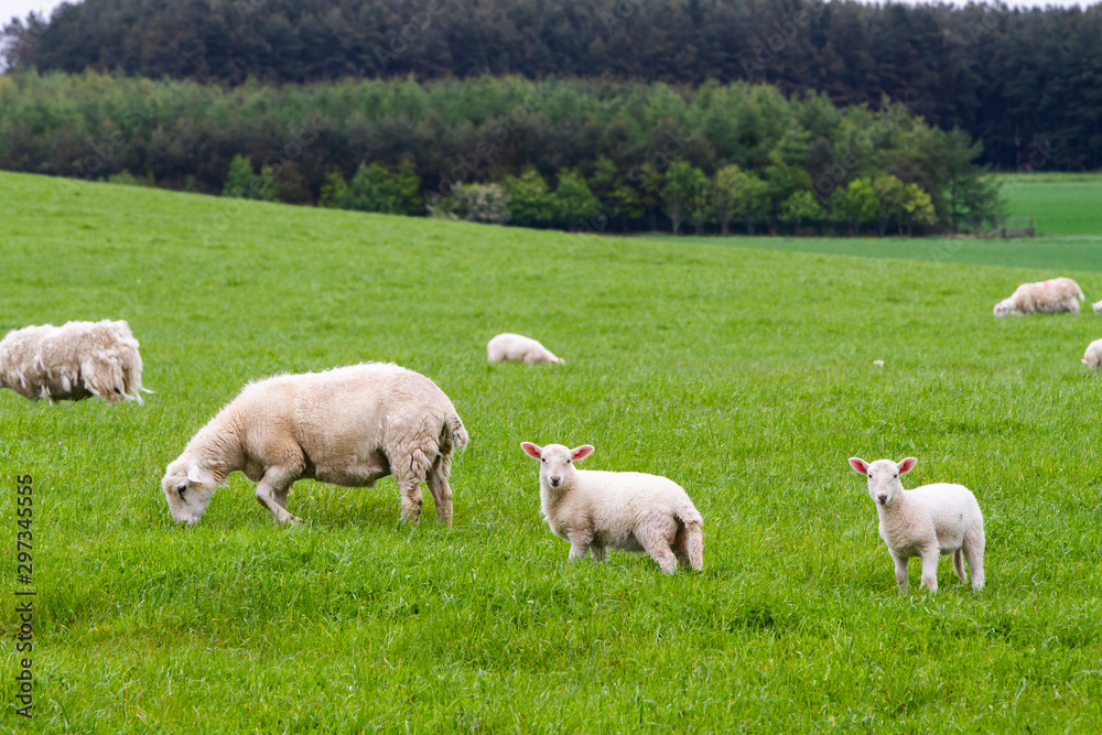 Scotish coast with sheeps in the fields Scotish coast with sheeps in the fields