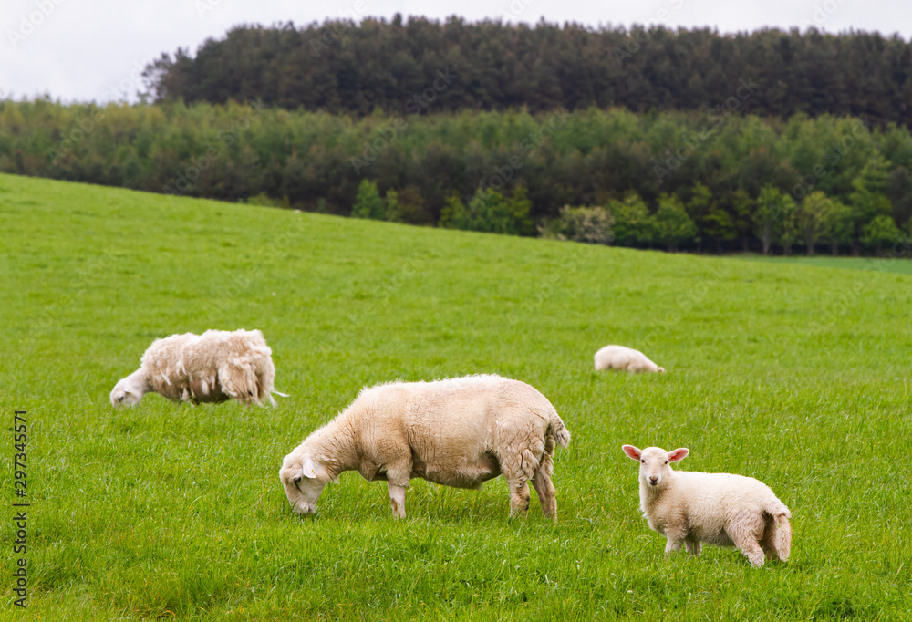 Scotish coast with sheeps in the fields Scotish coast with sheeps in the fields