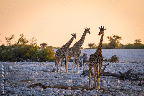 Giraffen im Etosha Nationalpark, Namibia