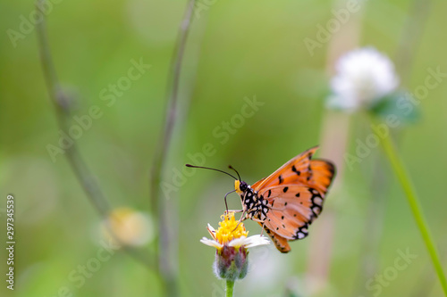 Plain Tiger butterfly sucking nectar from yellow flowers . © supanee2550