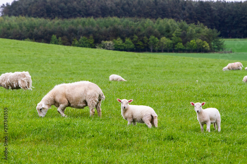  Scotish coast with sheeps in the fields